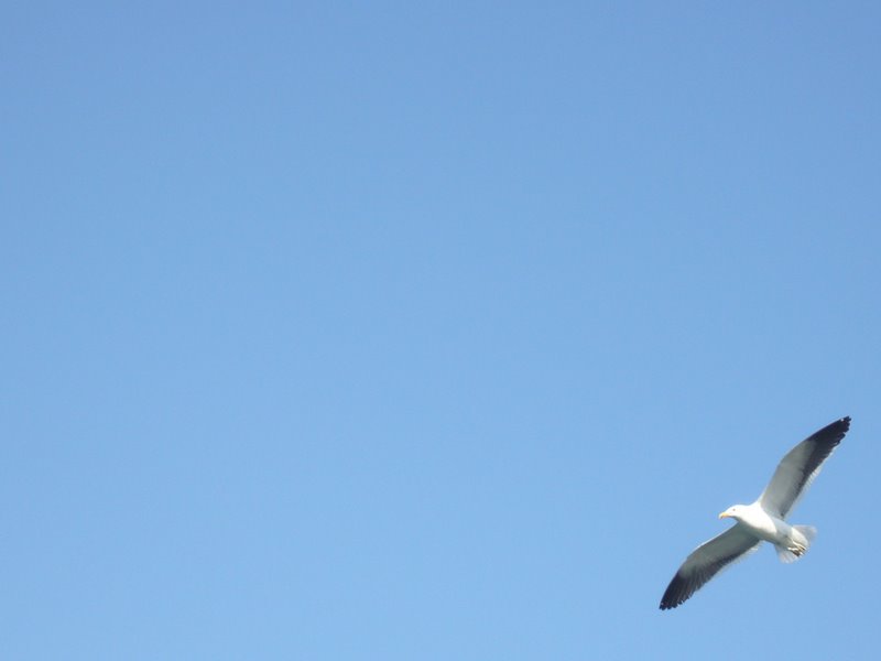 Gratuitous seagull shot